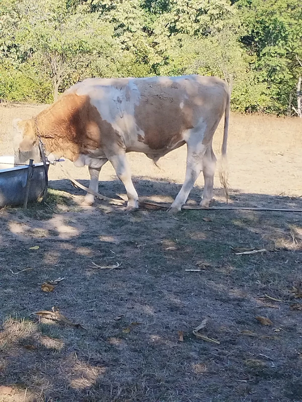 Vând  taur  la 8500 ron