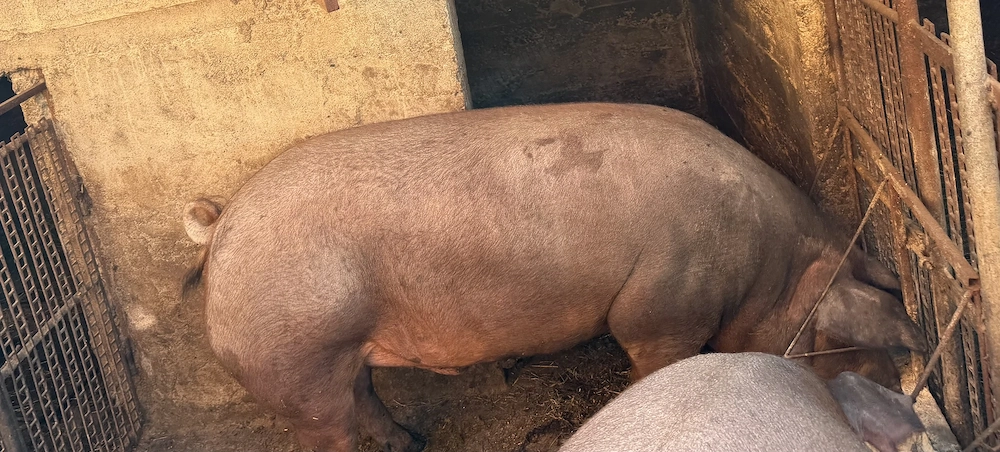 Porc de vânzare în carcasă