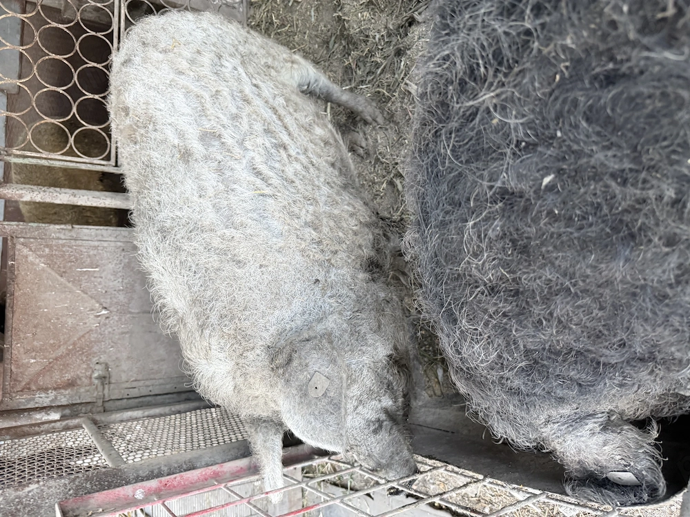 Porci Mangalita De Vanzare!! 100% Crescuți Natural