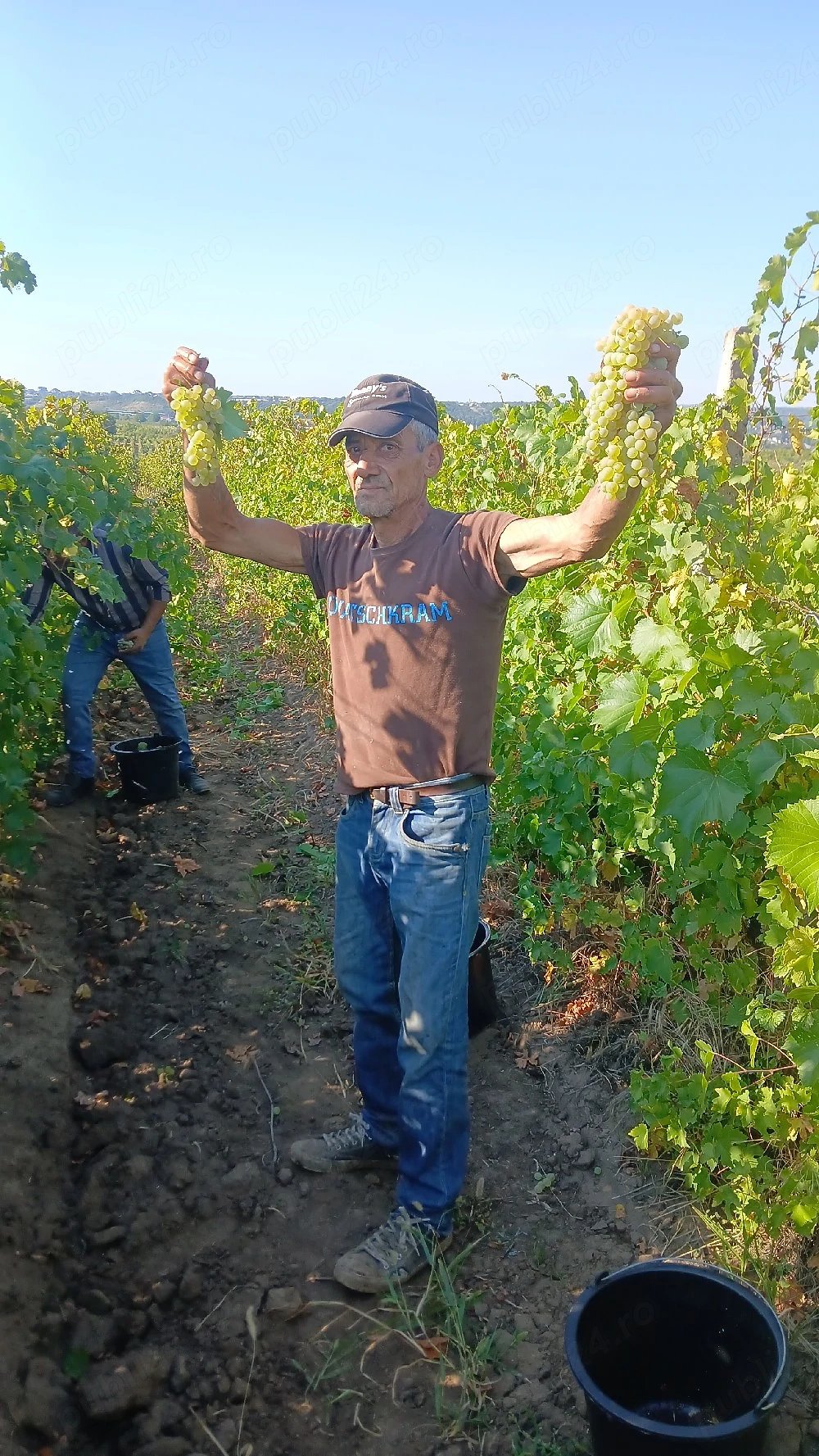vând struguri de vin fetească  regală 