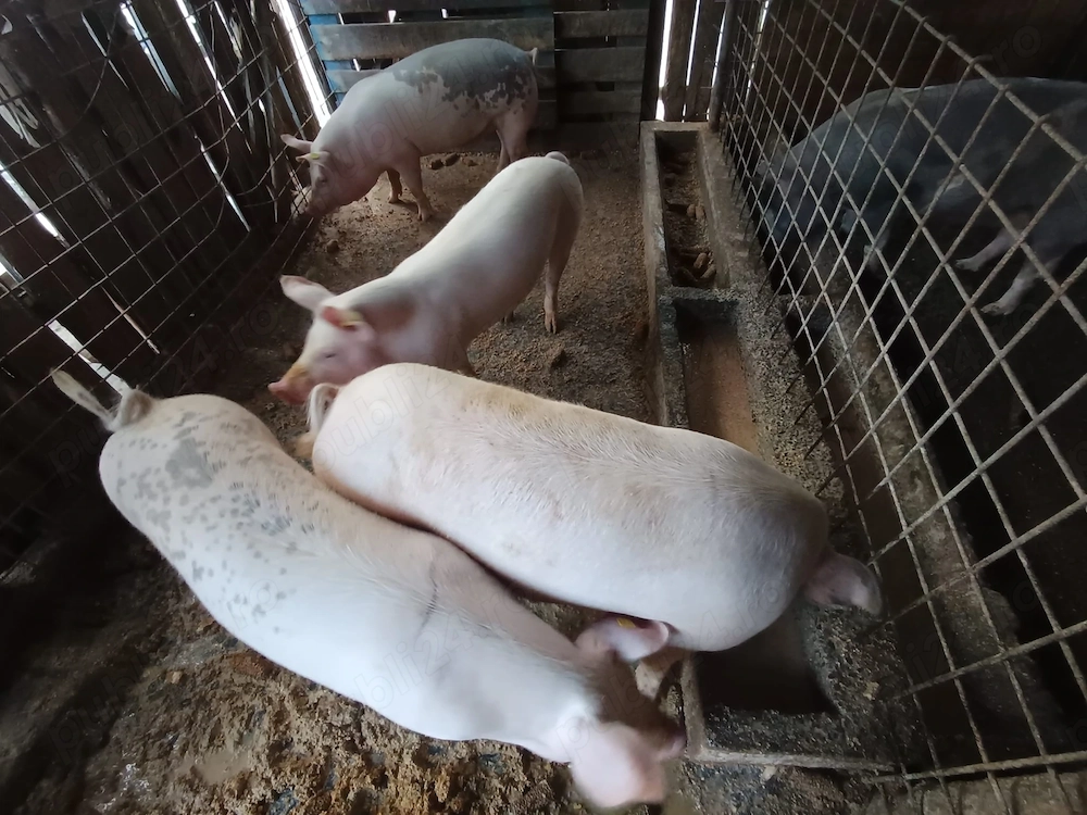 Vând porci pt Crăciun 