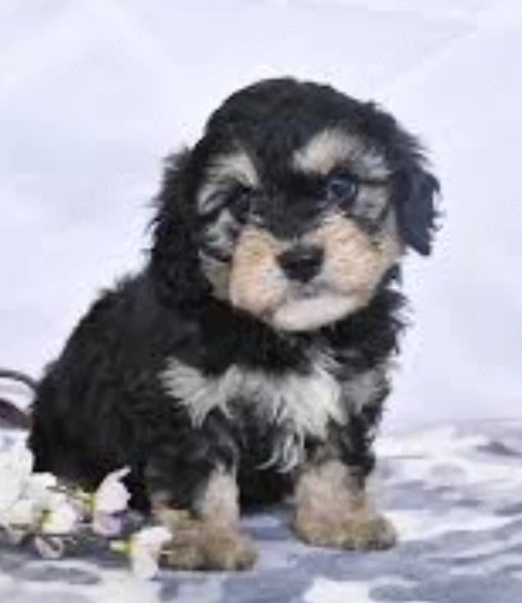 Bichon Havanez 
