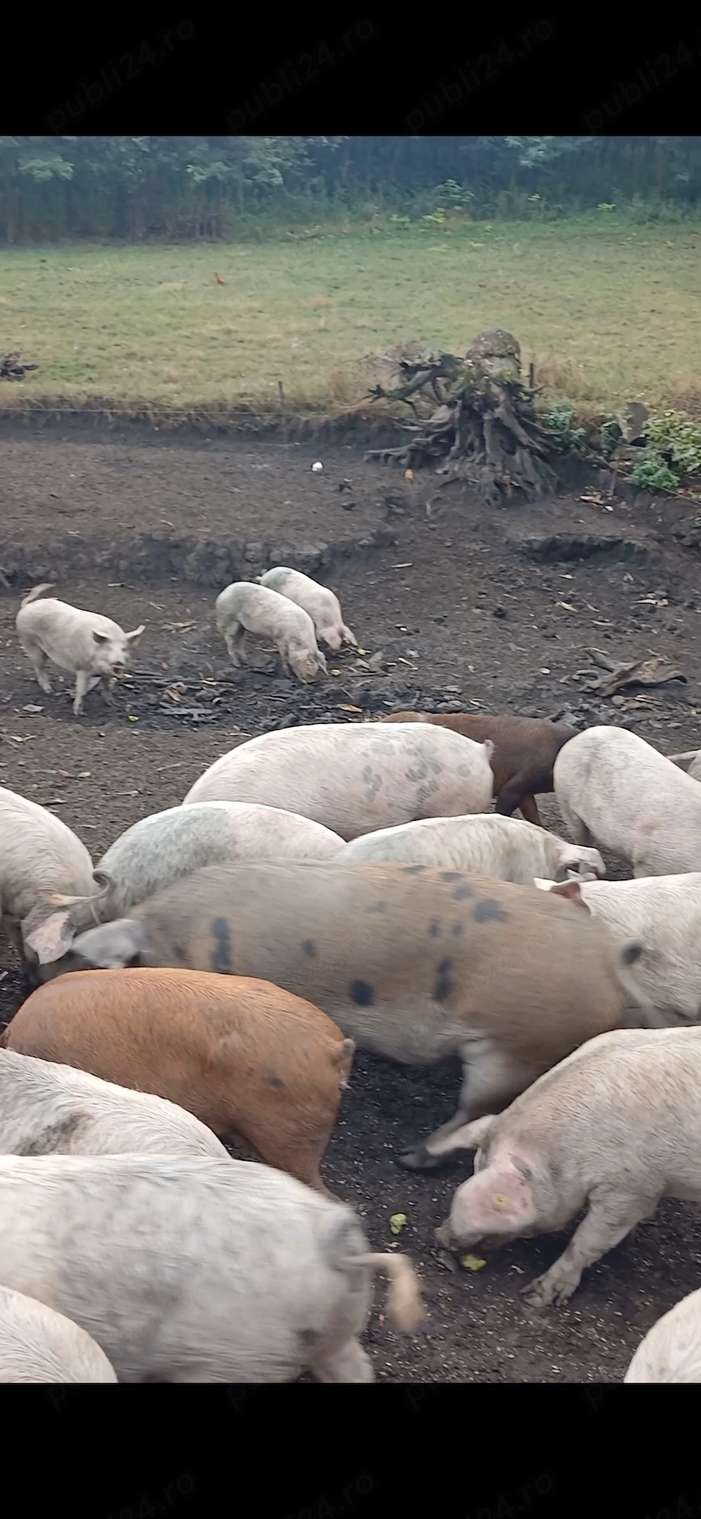 Porci de la 90 la 130kg