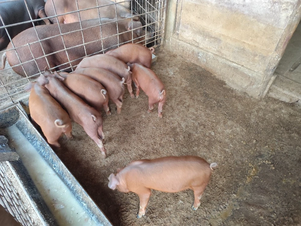 Vand purcei duroc