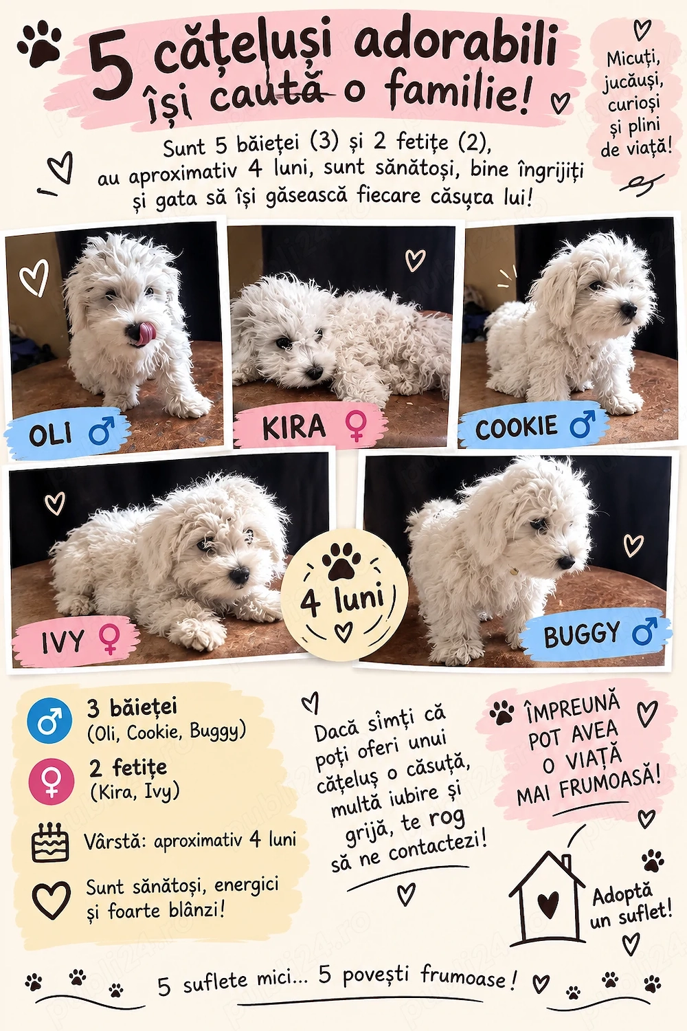 Cauta căsuța noua 