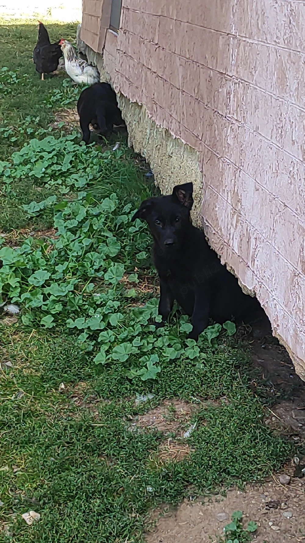ciobanesc german negru 