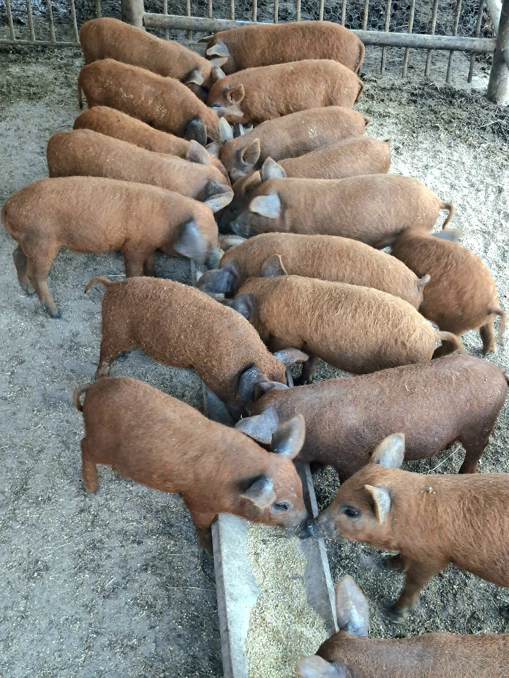 Purcei Mangalita rasa pură  