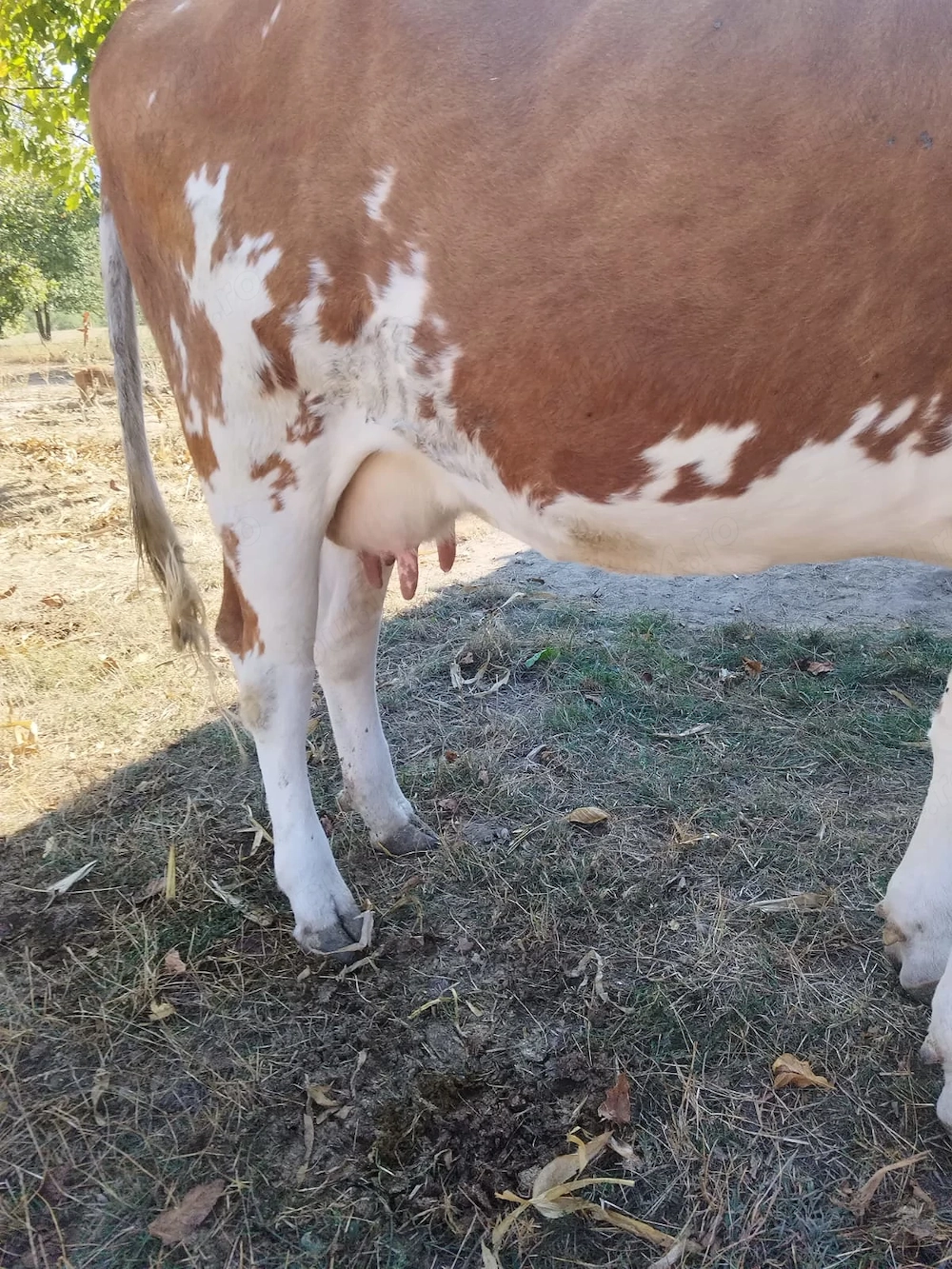 Vând  vaca de 2 ani și 4 vitele