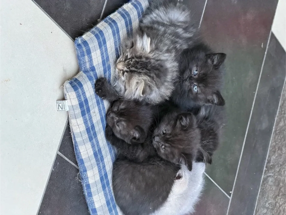 Pisica British Shorthair