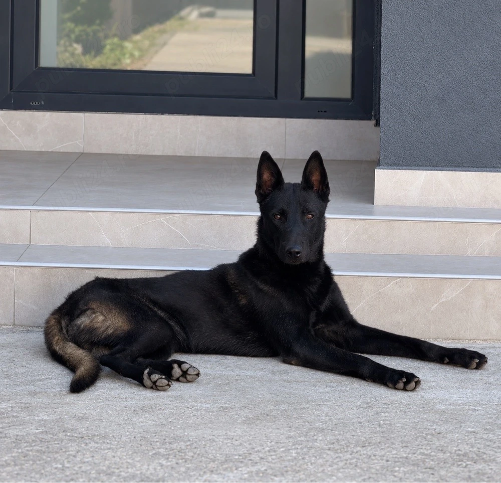 De vânzare mascul Ciobănesc belgian Malinois, în vârstă de 11 luni.  Câinele este vaccinat, deparazi