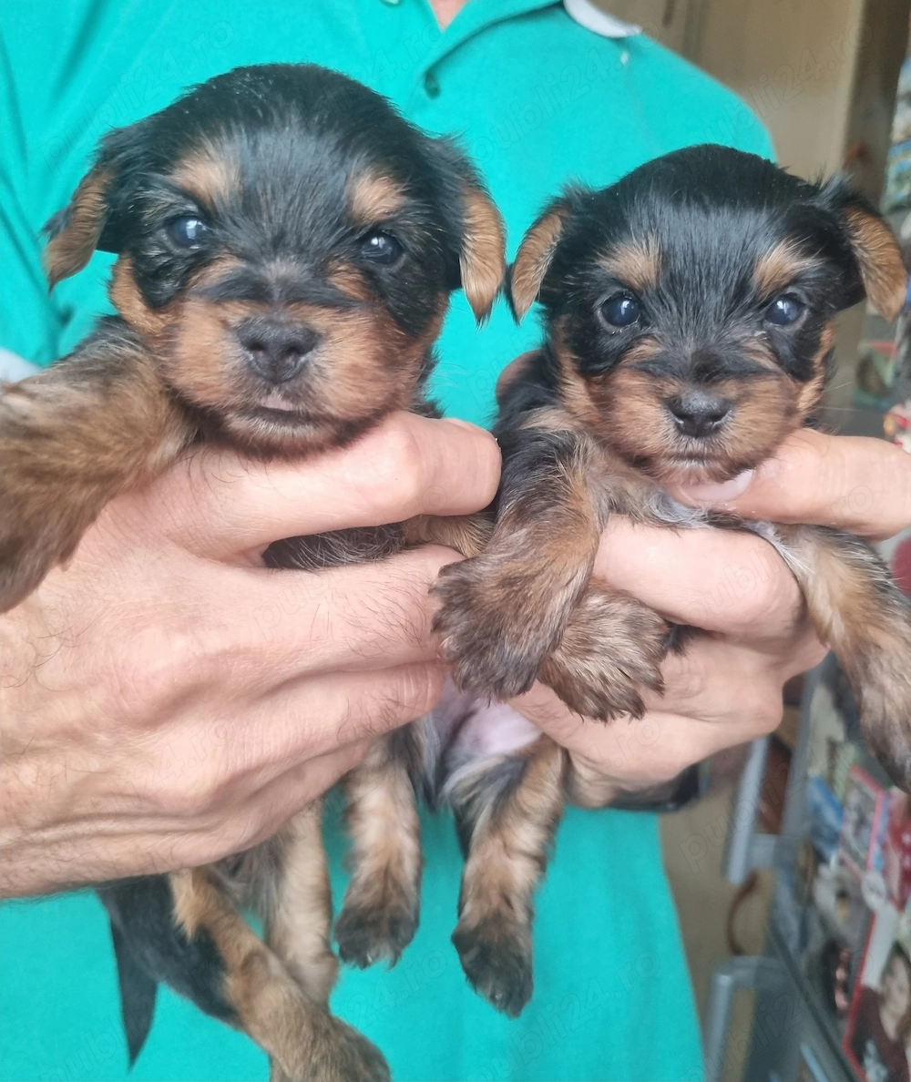 Yorkshire terrier mascul