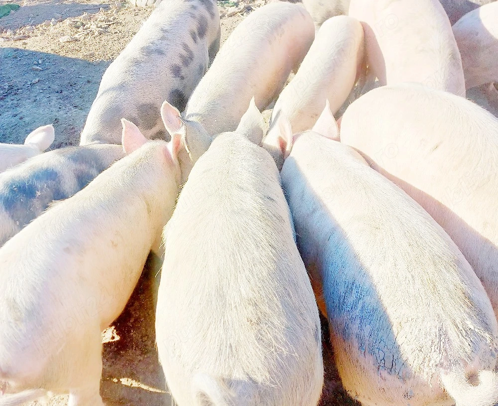 Porci crescuți la tara !