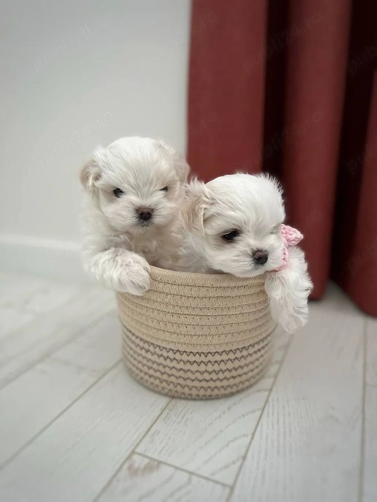 bichon maltez mini toy 