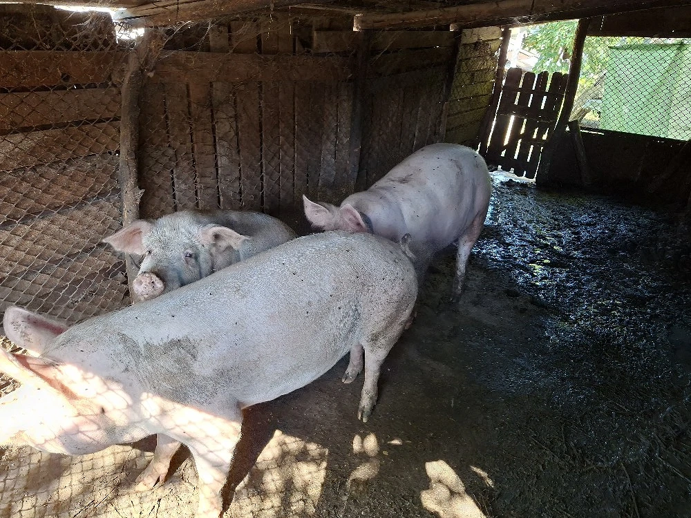 Vand 1 porc si o purcea