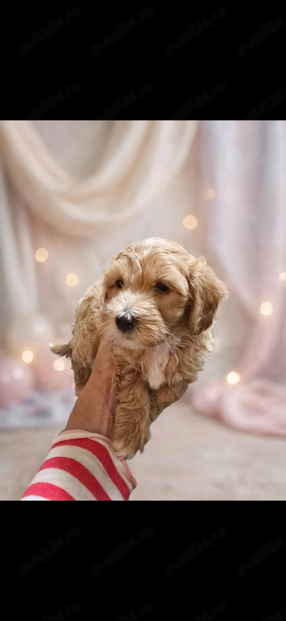 Maltipoo 1.5luni