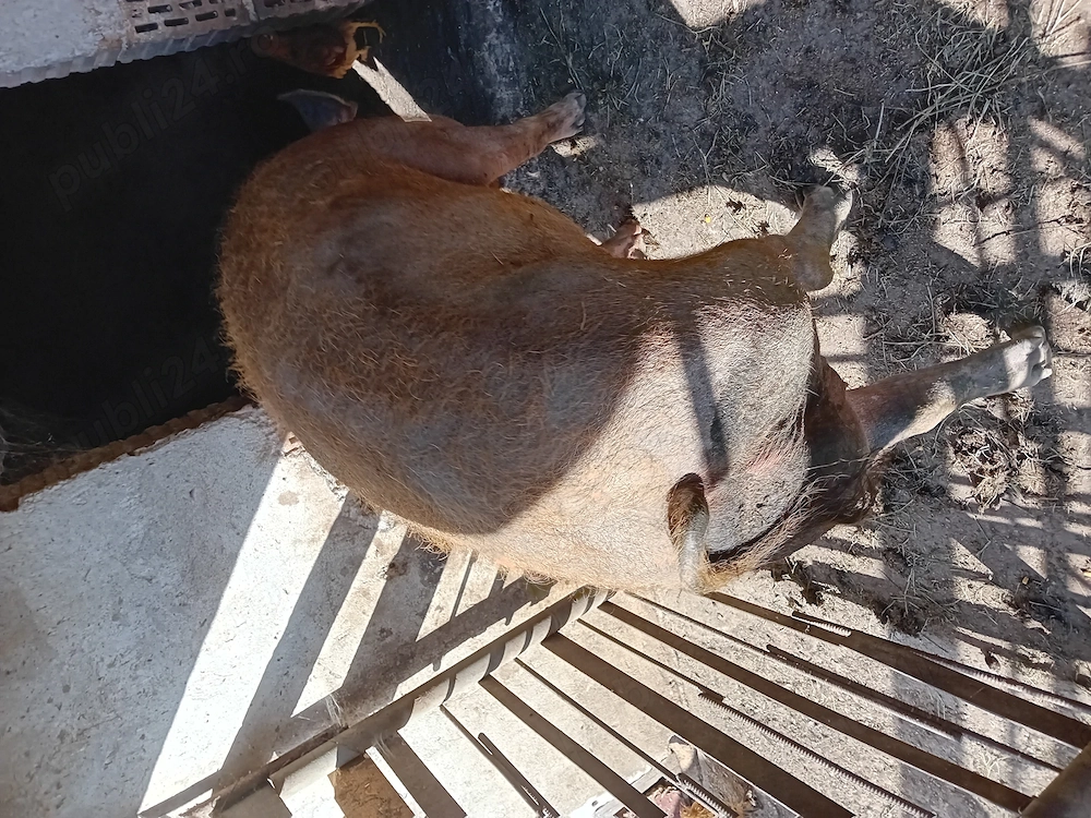 De vanzare porc tânăr duroc 