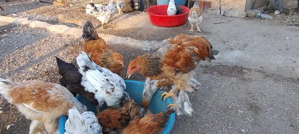 familie găini 