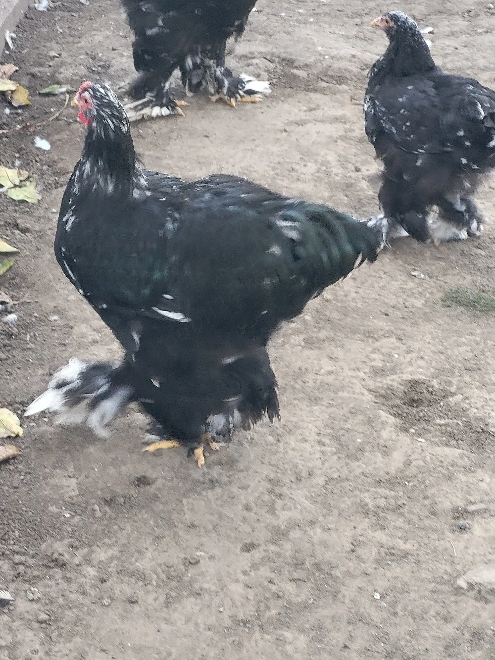 vand cocos brahma