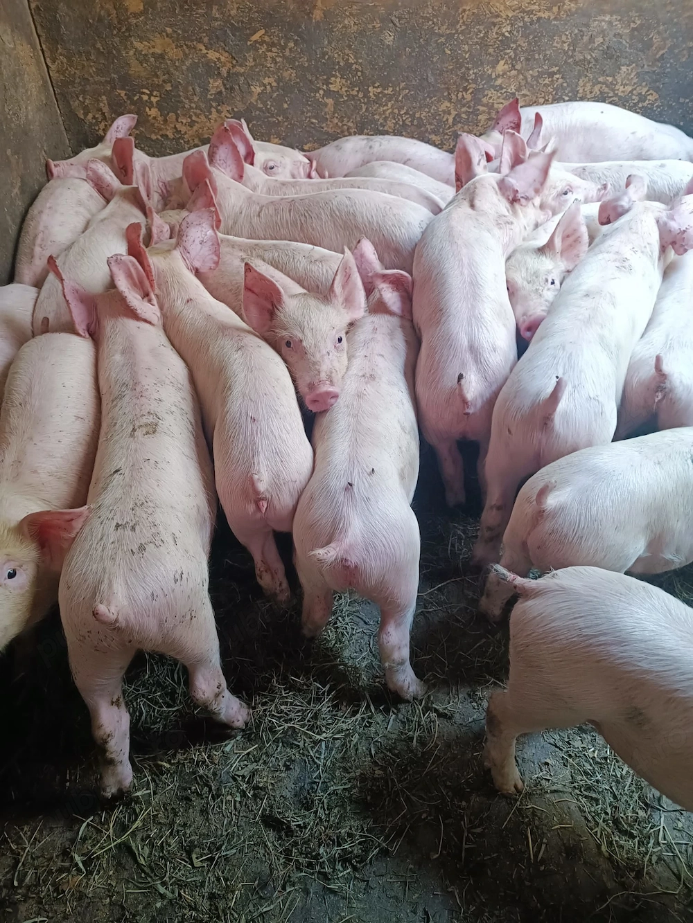Purcei rasă de Carne Pick