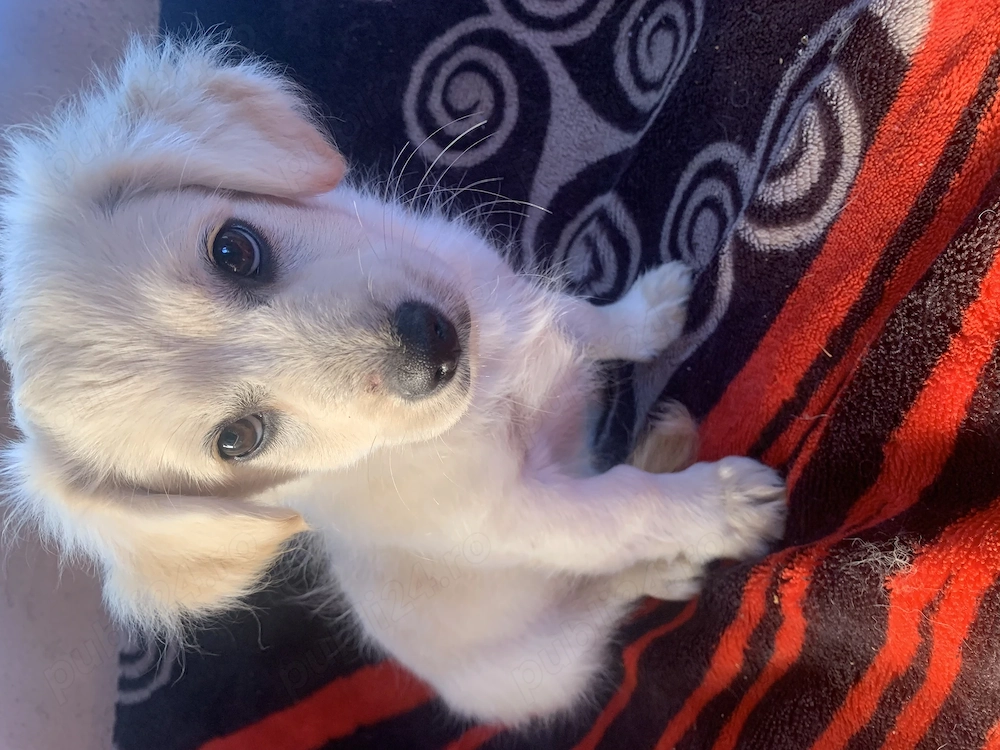 Vând bichon maltez , vaccinat , deparazitare făcută ! Este foarte energetic și jucăuș ! 