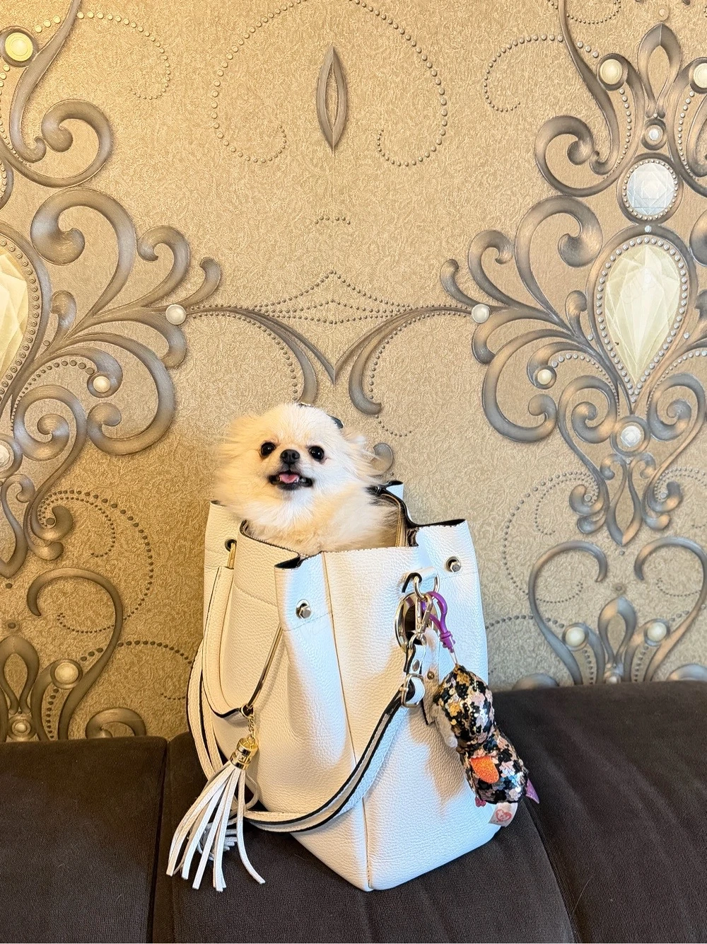  Pomeranian Boo, fetita extra minii cu pedigree ,pasaport !