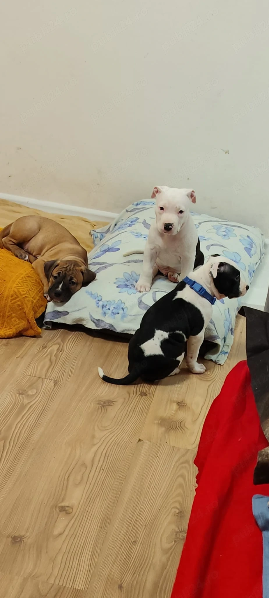 Căței Amstaff, fără pedigree