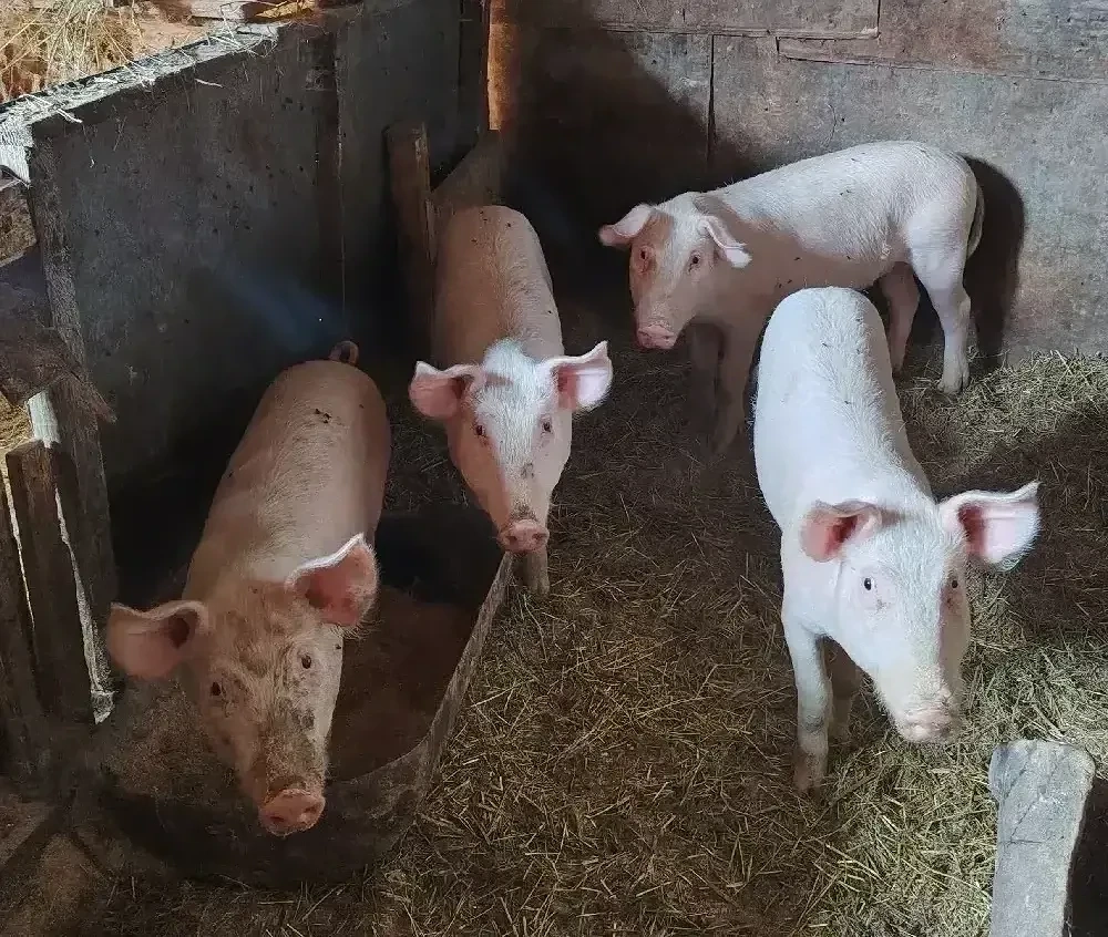 Vând 2 purcei la alegere aproximativ 40kg Deparazitați și castrați 