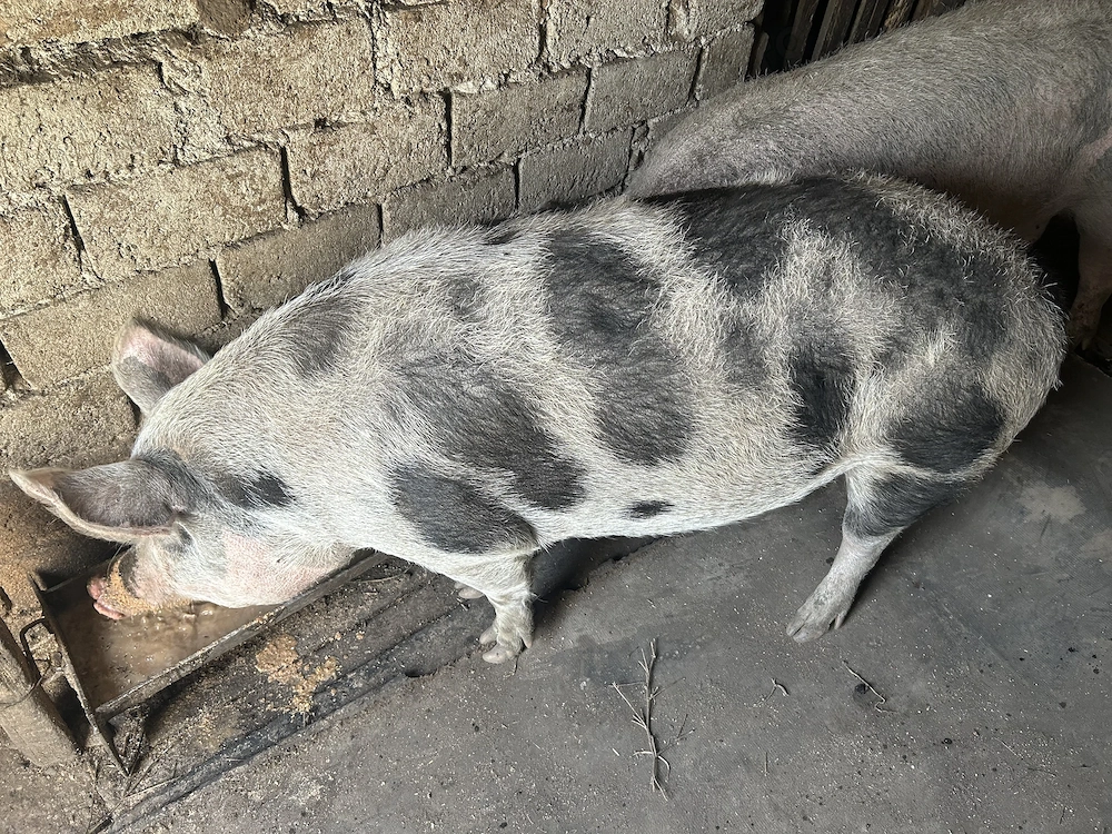 Porci de vânzare de la țară 