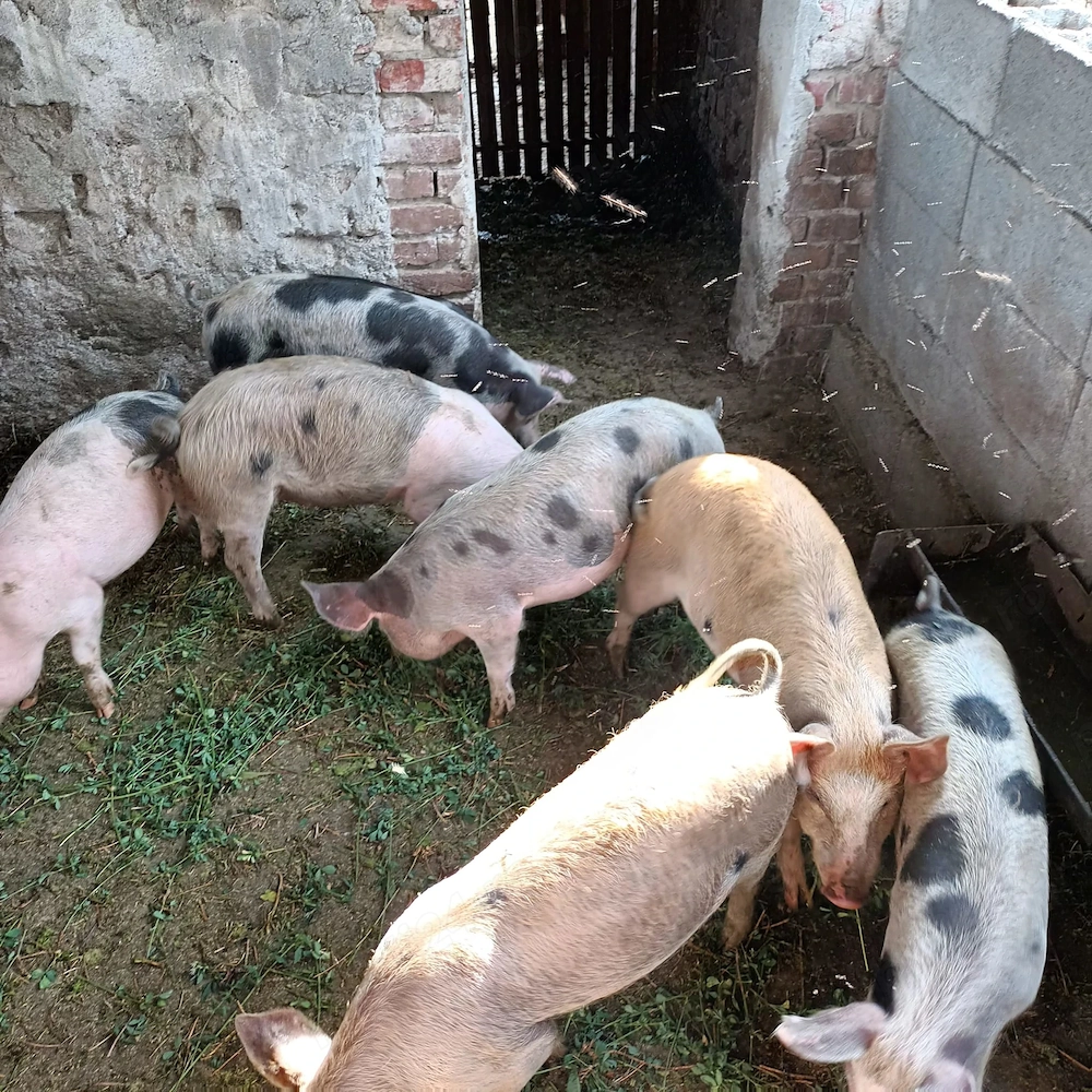 Vând porc aproximativ 250 kg