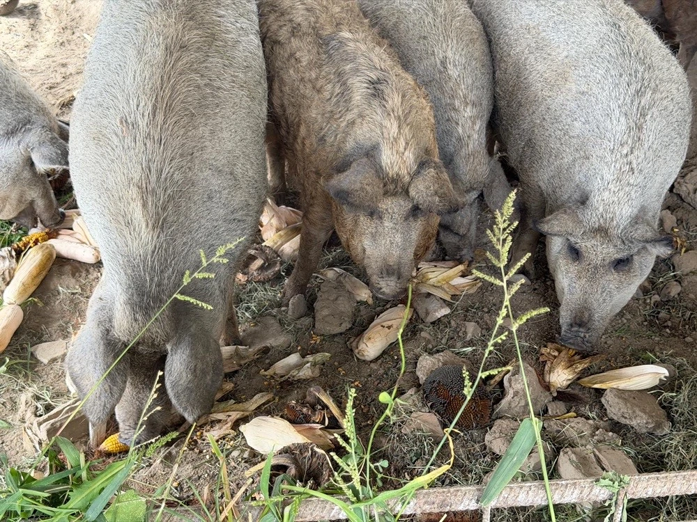 Porci Mangalita