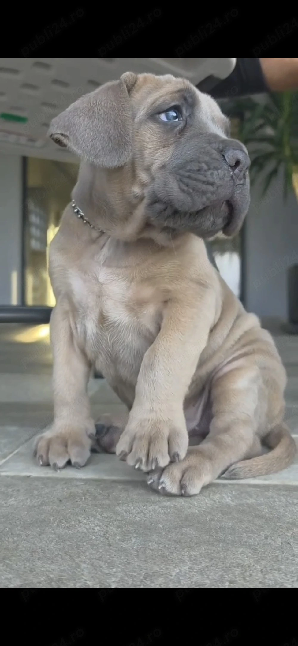 Cane corso Genetica top , părinți Grand Campioni  FCI