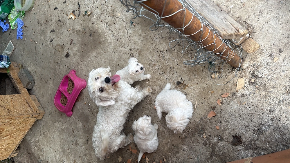 Puiuț Bichon malteze talie mică 
