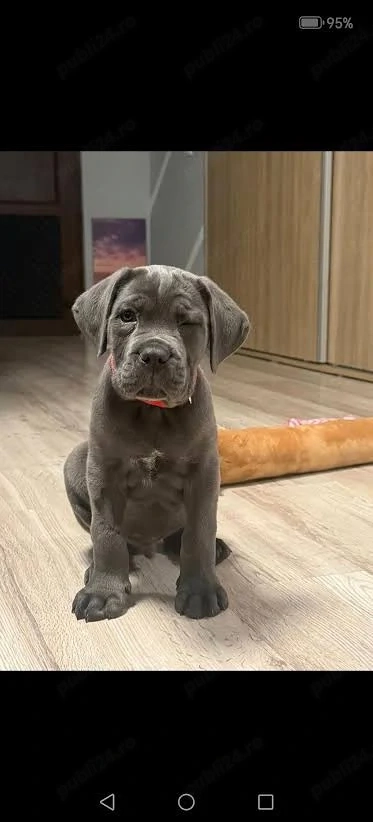 Catelusi cane Corso cu Pedigree