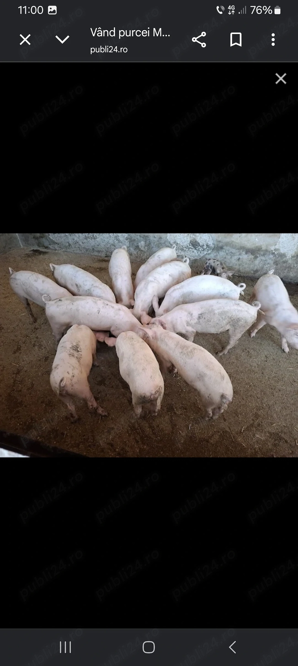 Vând purcei Landrace