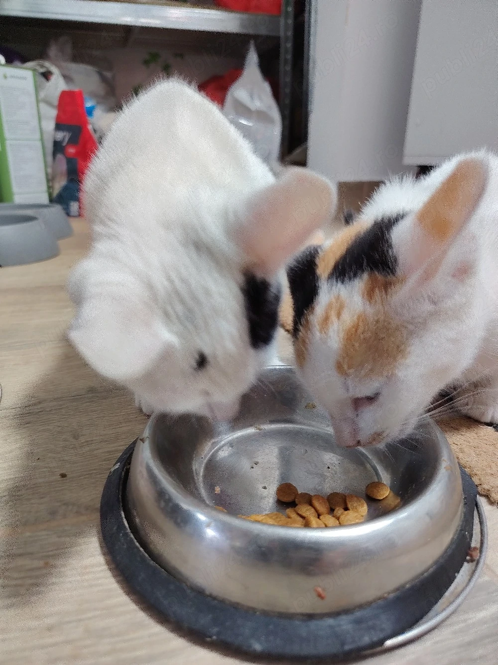Cooki si Oreo 2 pisici drăguțe și jucăușe