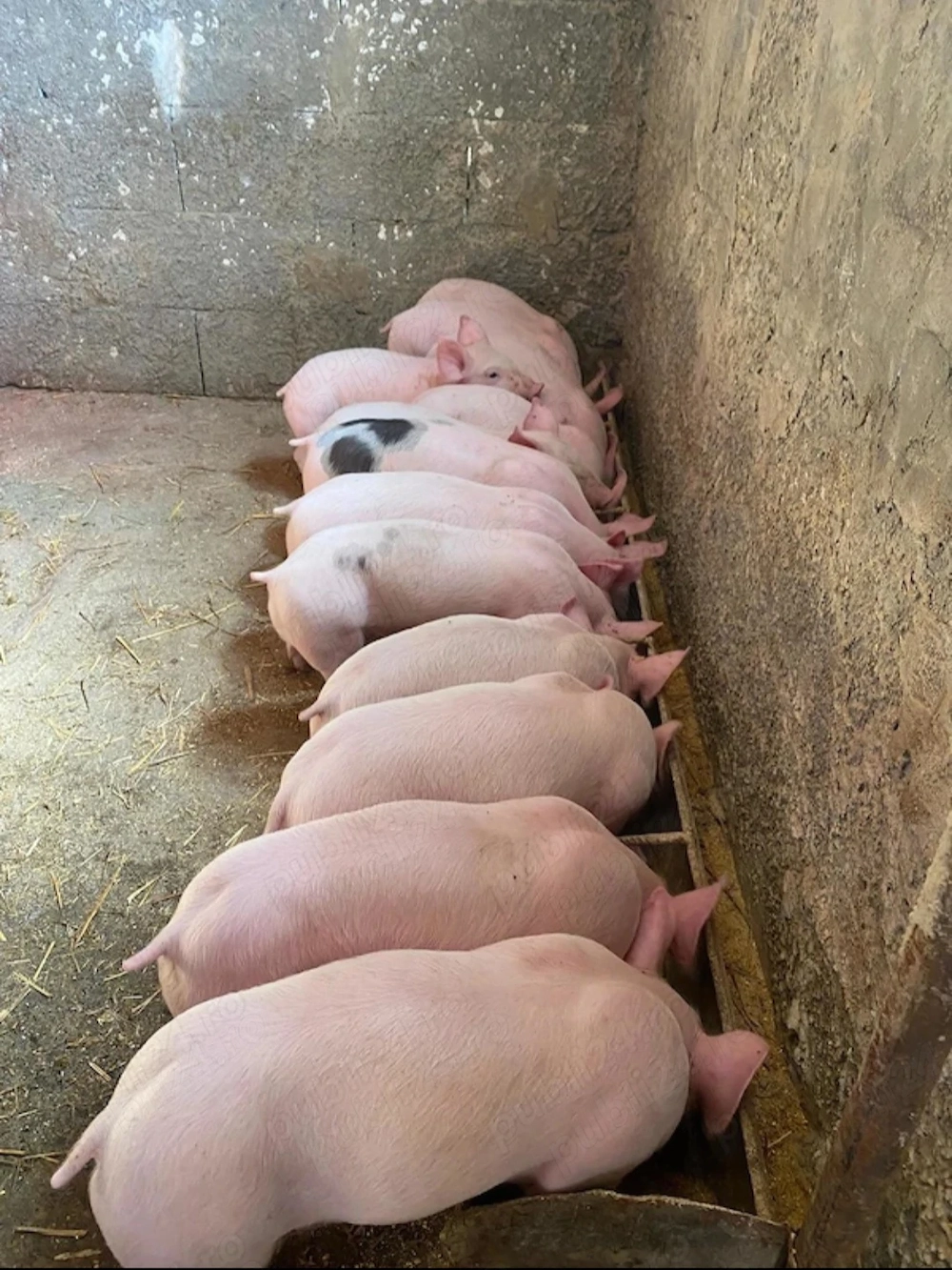 Vând purcei Landrace 