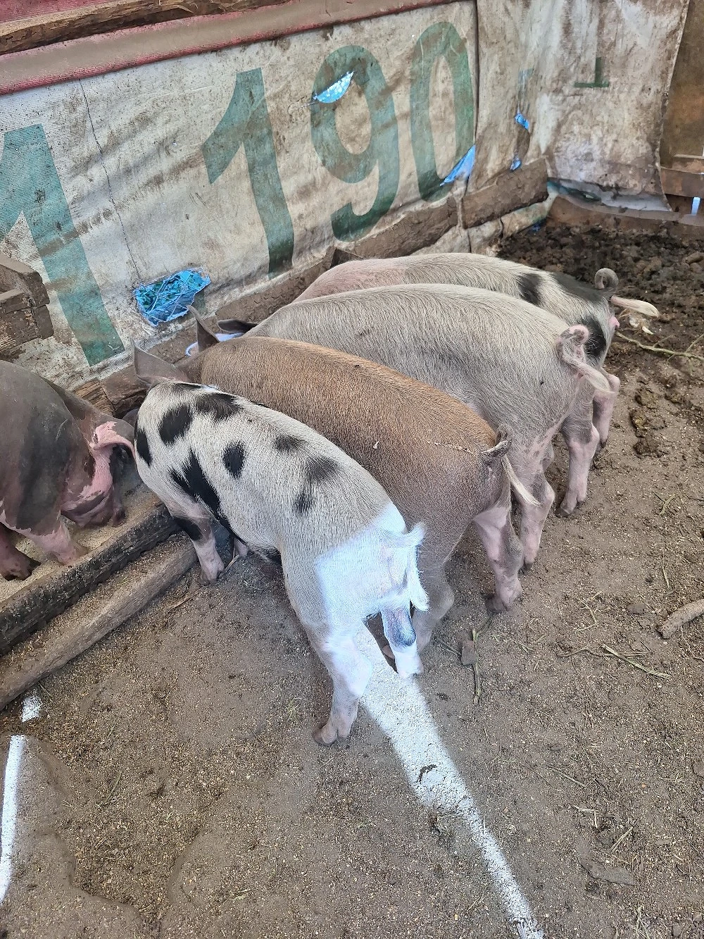 purcei de vânzare 