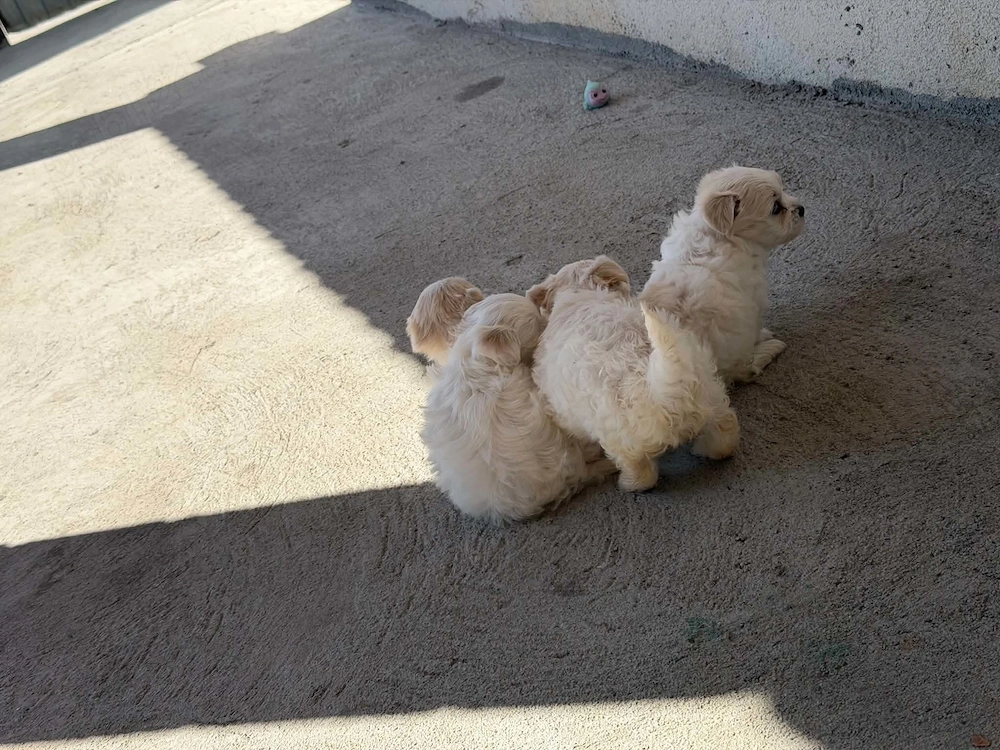 Căutăm casă noua