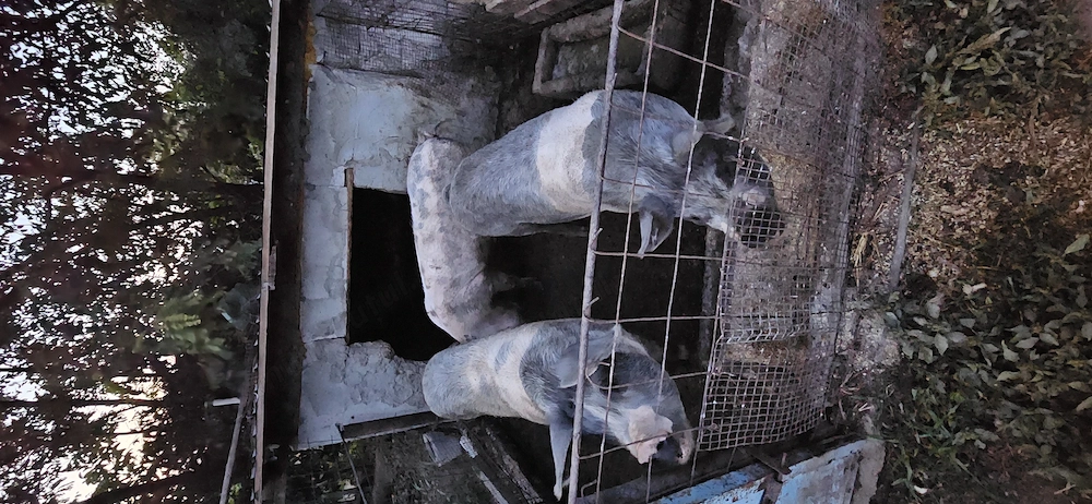 Porci pentru Crăciun 