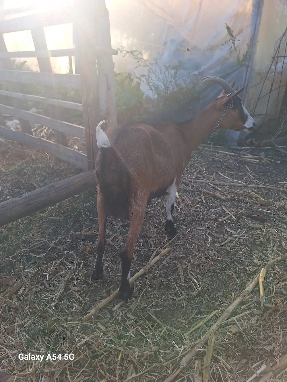 Capra alpina franceza