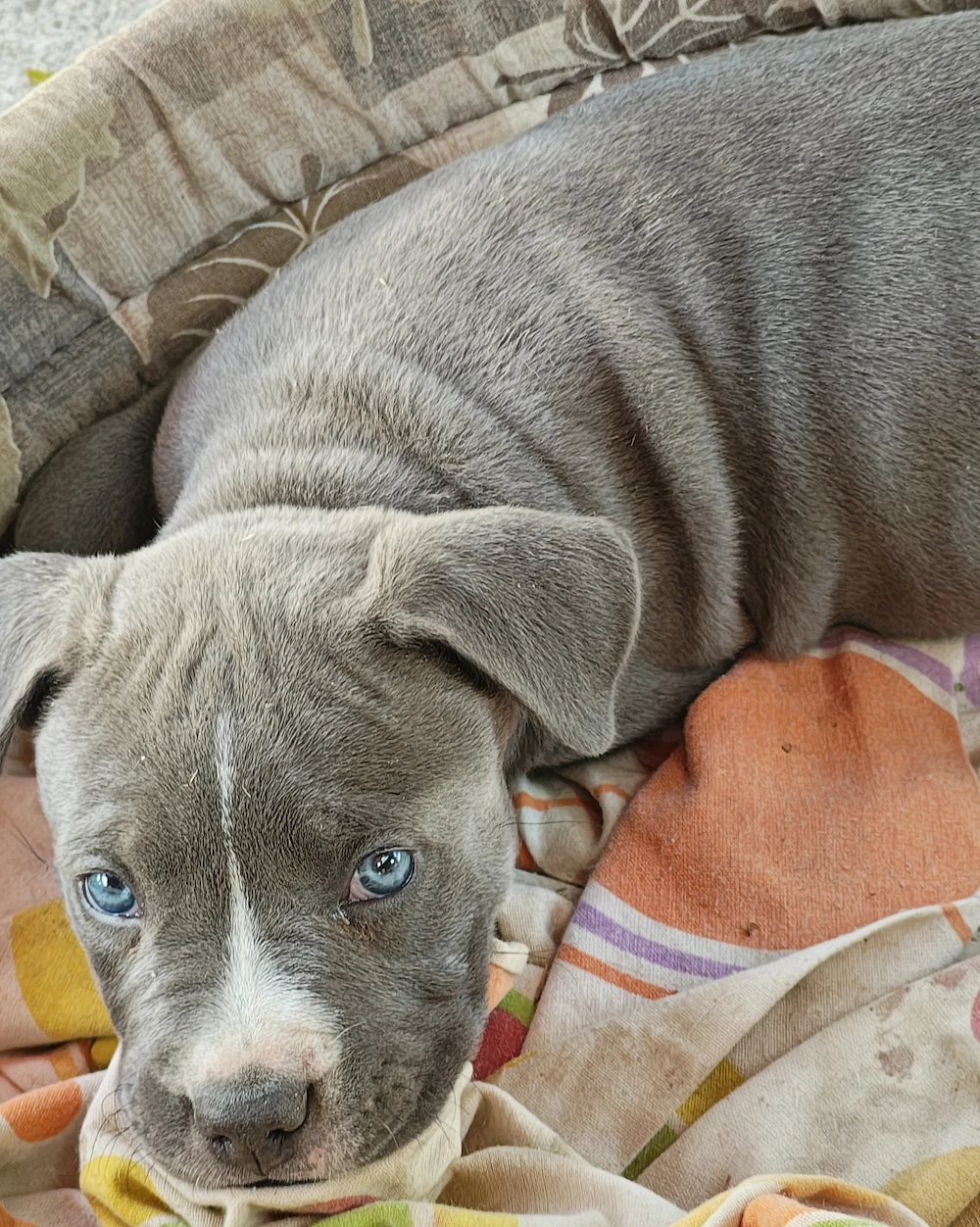 Pui Amstaff crescuti la curte