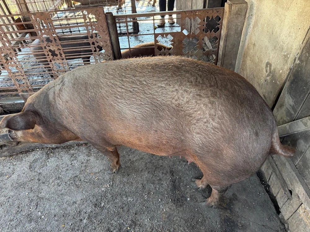 Vand scroafa duroc intre 230 250kg pentru taiat sau tinut 