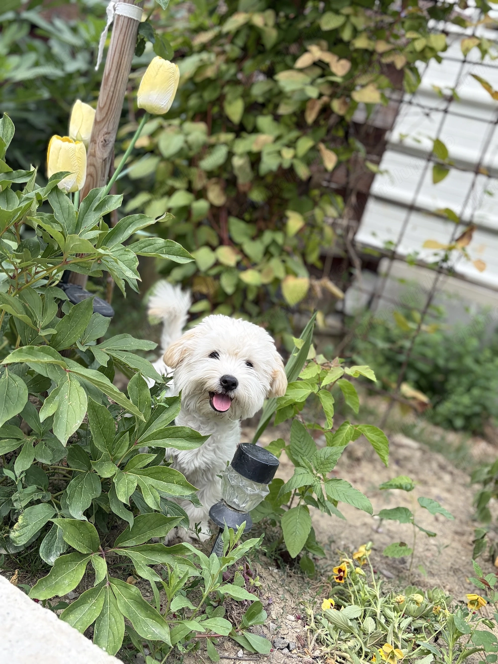 Vand urgent Maltipoo talie medie 8 luni