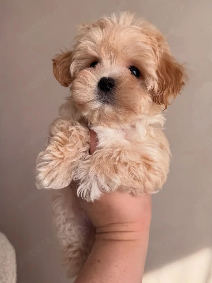Maltipoo puiuți
