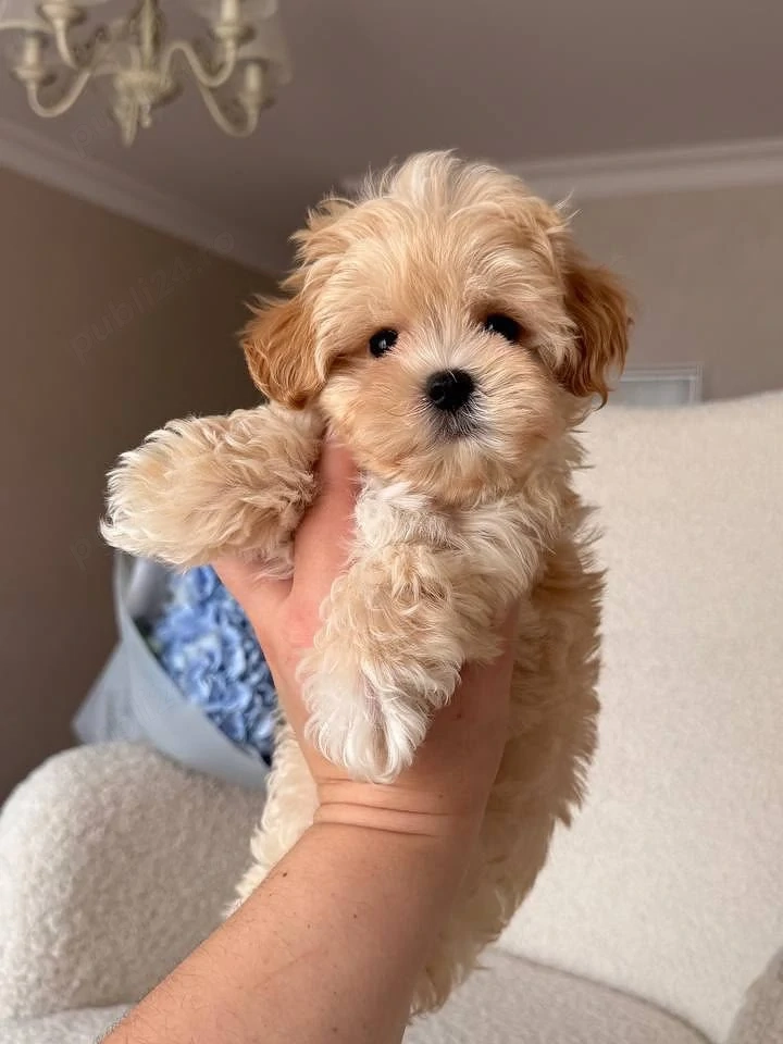 Maltipoo puiuți
