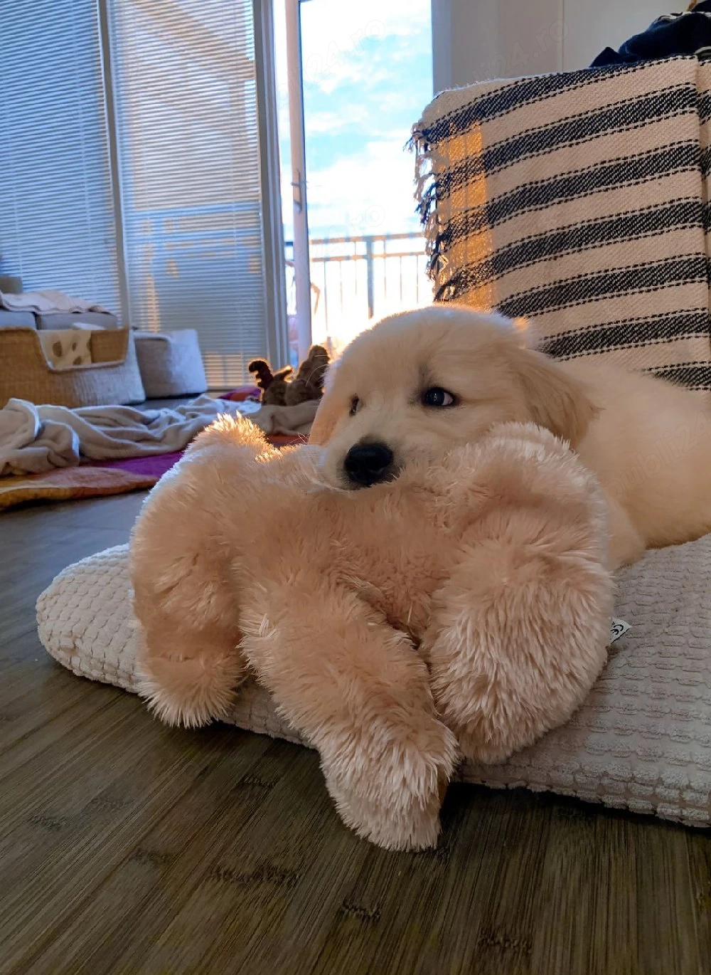 Golden retriever puiuți 
