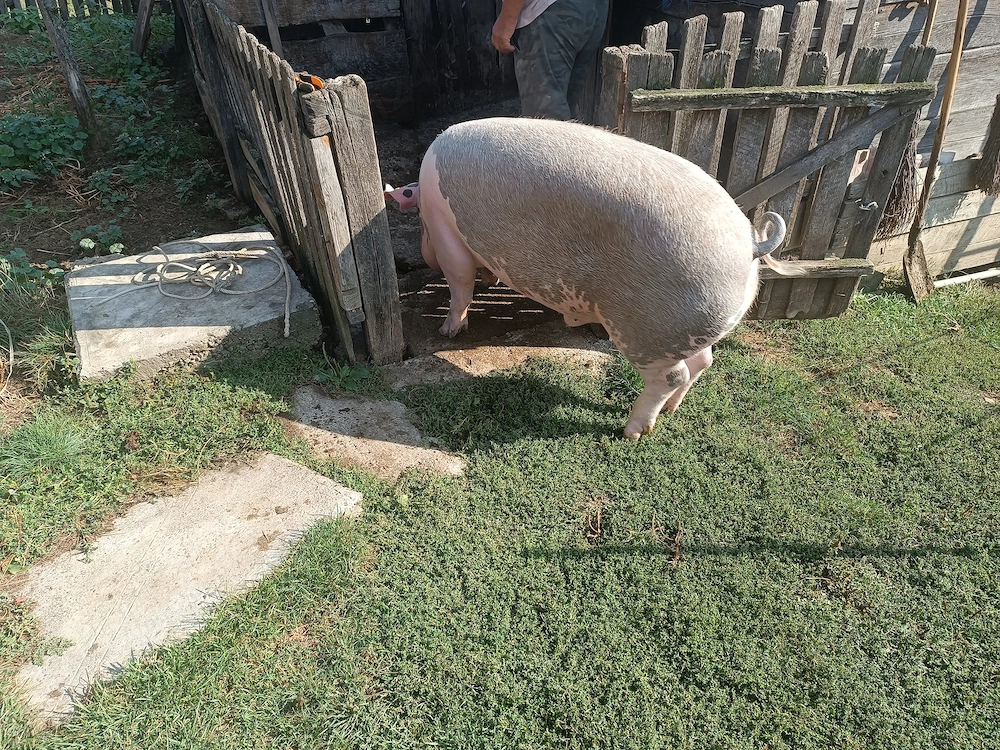 Porc pentru sacrificat