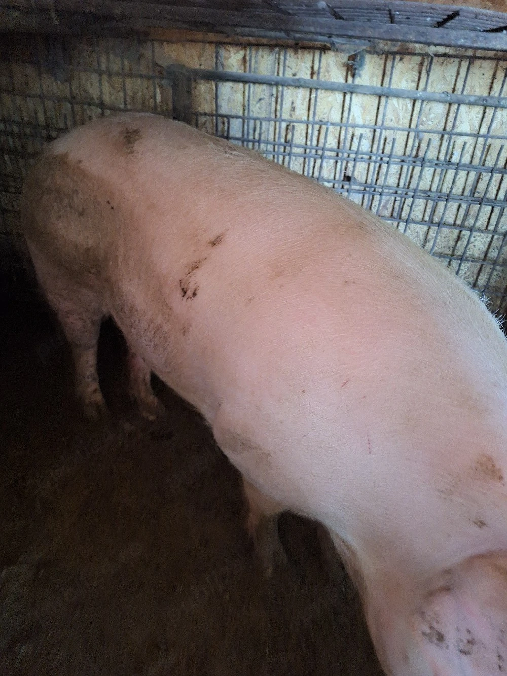 porci de vânzare 