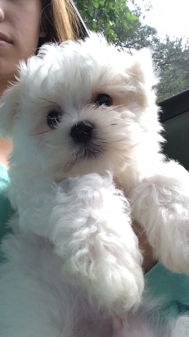pui bichon maltese mini toy 