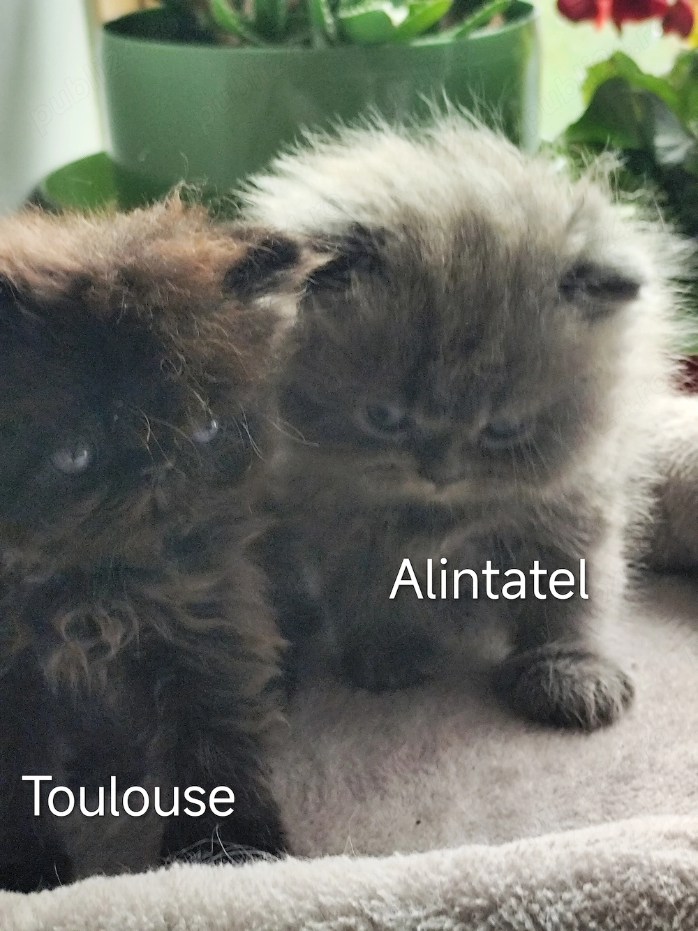 Persani afectuosi  caută stăpâni potriviti